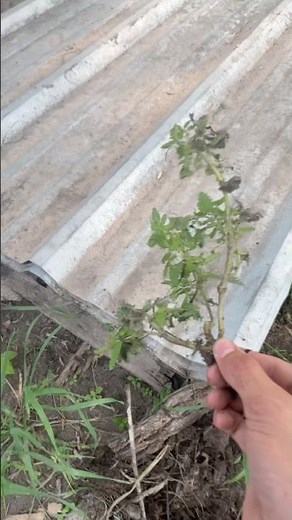 Quick stinging nettle removal guide! #weeds #gardening #guide #outdoors #nature