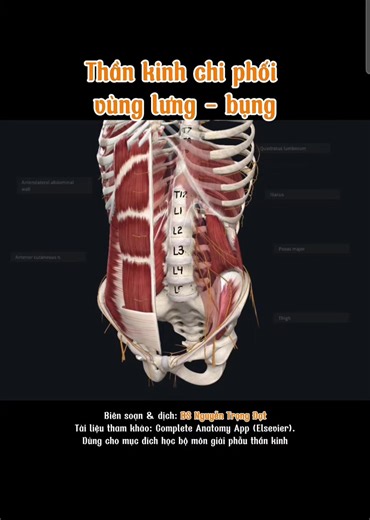 Chỉ một sợi thần kinh nhỏ từ tủy sống cũng có thể quyết định cảm giác và vận động của cả một vùng cơ thể. Ví dụ, mức thần kinh T10 lại chính là “bản đồ thần kinh” của vùng rốn – một chi tiết kinh điển trong giải phẫu lâm sàng. Các dây thần kinh từ tủy không chỉ chi phối cơ gấp háng mạnh mẽ như cơ thắt lưng lớn và cơ chậu thông qua thần kinh đùi, mà còn lan tỏa theo từng khoanh đoạn để cung cấp cảm giác cho da và vận động cho các cơ thành bụng. Nhờ cơ chế chi phối theo từng đoạn và sự chồng lấp g