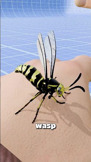 How Wasps Actually Sting You 🐝😱