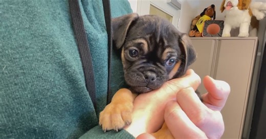 Extended: Abandoned puppies in the care of Ottawa Humane Society