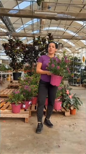 ¿Quieres tener una Polygala Myrtofolia en tu jardín?? 🌿☀️ Te mostramos cómo cuidarla para que quede reluciente en tu jardín 🏡 #polygala #plantasconflores #cuidadosdeplantas #gardenlovers #vivero | Solisplant