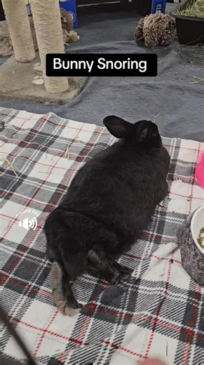 🐰💤 Meet Smokey (of Smokey & Jasper)! Ever heard a bunny snore? Meet Smokey, the little lady who lives up to her name — she snores like an old lady who's been smoking for years, and it’s absolutely adorable. 💨💖 When she’s not sawing tiny logs, Smokey loves lounging with her partner-in-crime Jasper, nibbling snacks, and flopping dramatically after a good zoomie session. Smokey and Jasper are a bonded pair, which means they’ll need to be adopted together — double the love, double the bunny cudd