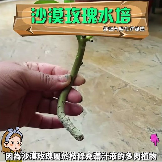 沙漠玫瑰水培的方法，沙漠玫瑰水培繁殖#沙漠玫瑰 #desertrose #园艺 #gardening #花花世界 #shorts