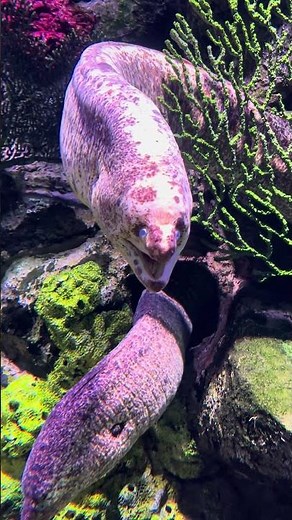 California Moray Eel. #eel #sandiego #morayeel