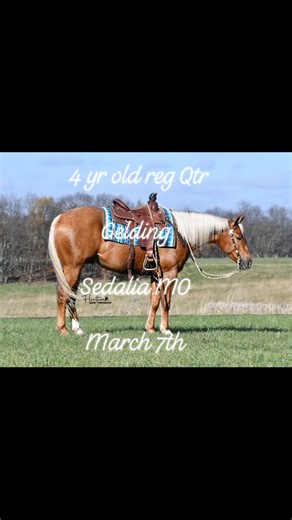 Boone County Draft Horse and Mule Sale on Reels