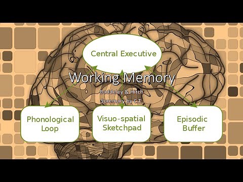 Working Memory | Cognitive Psychology