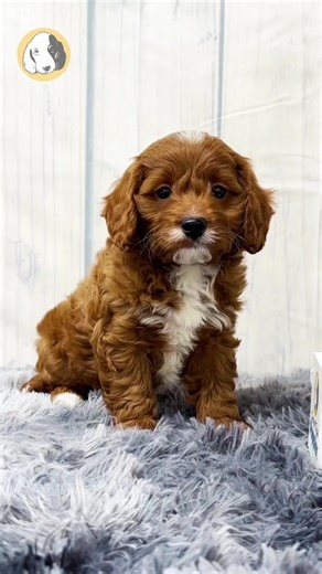 Meet Luca, the F1B Cavapoo boy with a playful spirit and the sweetest red coat accented by a white chest. Full of personality and affection, Luca loves interactive play just as much as gentle snuggles, making him a perfect balance of fun and companionship. As a true Scorpio, Luca is loyal, intuitive, and deeply connected to the people he loves. He’s the kind of puppy who’s always ready for a new adventure — or a cozy moment by your side — and is eager to grow with his forever family. Comes with: