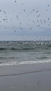 199K views · 478 reactions | 54th st Sea Isle City huge bird play.... #seaislebait #birdplay #blitz #gofishing | Sea Isle Bait & Tackle LLC | Facebook