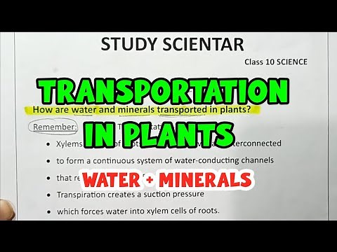 How Are Water And Minerals Transported In Plants | Class 10 Science | Study Scientar