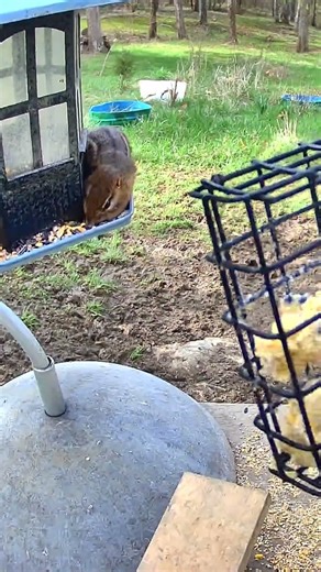 Wild chipmunk ￼#chipmunk. #Wildlife. ￼