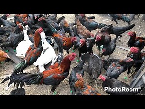 Begini Ide cara ternak ayam kampung skala rumahan 2026