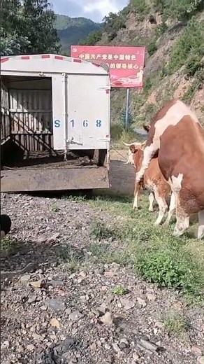 big bull and big cow video ||bull mating#part2 #breeding #breedingprogress