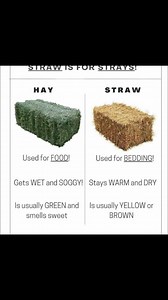 Difference between Straws and Hays #straw #hays #fibre | Farming Tech& Business
