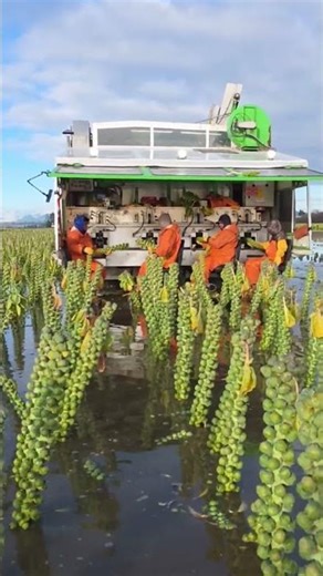 How Are Brussels Sprouts Harvested? Real Footage from the Field
