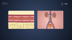 视频: 单区室开放模型:用于 ka 估计的 Wagner-Nelson 和 Loo Riegelman 方法