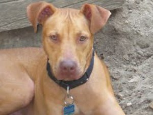 Patch/NJ Aid for Animals Pet of the Week: Pluto