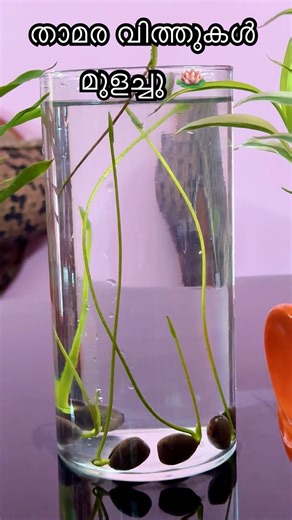 When lotus seeds sprouted 🪷 Lotus seed germination