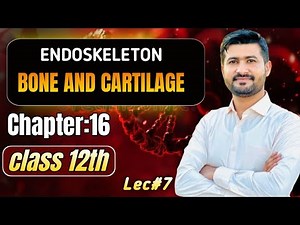 Endoskeleton | Bone and Cartilage | Fsc 2nd year biology