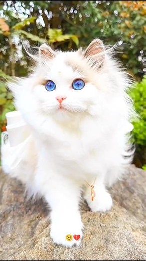 Afusic ~ Pal Pal ❤️‍🩹🥀 | Cat Version 😿 | Slowed+Reverb | Sad Song ✨😟 | #lyrics #edit #cat