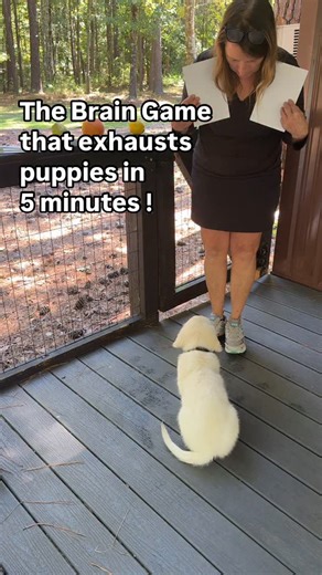 Kim Paciotti Puppy Training Specialist CPDT-KA on Instagram: "The brain game that exhausts puppies in 5 minutes... ➡️Want a tired, calm puppy without endless zoomies? This mental exercise burns more energy than a 30-minute walk. ✅How to teach it: 1️⃣ Start with fruit - Use 3 similar-shaped fruits/vegetables in colors they can see. Name each one and show them clearly. 2️⃣ Create the choice - Hold two items, lower one at a time saying the name, then raise both back up. 3️⃣ Ask for selection - Lowe