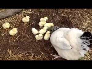Poule et poussins Sussex herminée