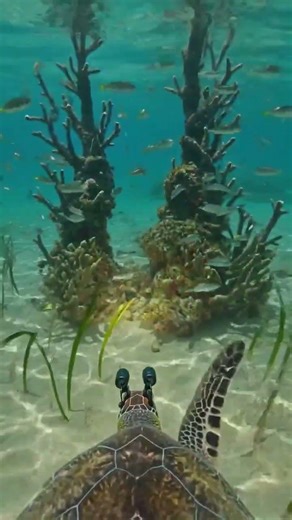 Tiny Camera on turtle #wildlife #4kvideo #animals #actioncamera