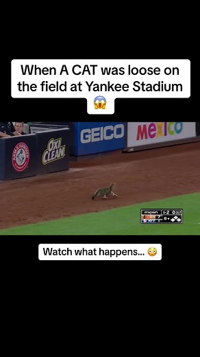 Cat on the Field at Yankee Stadium