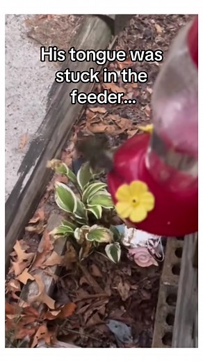 Wholesome Animal Moments: Heartwarming Cuddles and Hugs