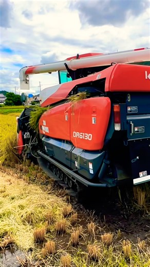 再生二期作用の田んぼを刈り取り‼️ #kubota #harvester #harvesters #コンバイン #combine #農業 #農家 #割倒#割稲 #現代農業 #farming