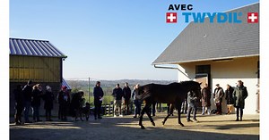 Route des Etalons 2023 : Haras du Hoguenet avec Texas