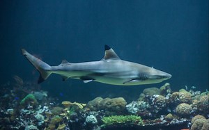 Solidworks制作一条大鲨鱼模型