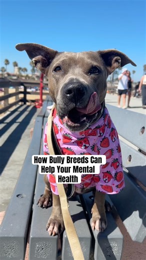 How Bully Breeds Can Help Your Mental Health #bullybreed #pitbullsofficial #amstaff #staffy #dogs