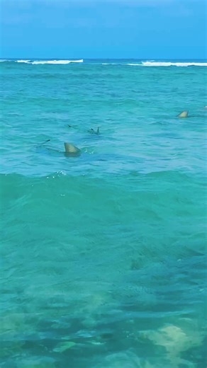 Cape Verde Life: Swimming with Lemon Sharks
