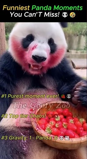 Pandas are broken! 😂 Top 3 Funniest Panda Moments! 🐼🔥 #shorts