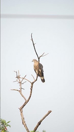 Oriental Honey-buzzard #birds #wildlife #nature