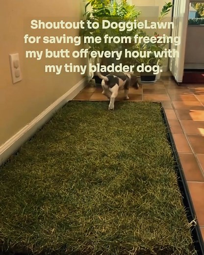 🐶 Real grass patches for dogs of all sizes to go potty! Perfect for inside an apartment or on a balcony to help with training and life’s busy days. 🌱 REAL GREEN GRASS for potty trips & training 😊 Neutralizes odors, sort of like a cat litter 🏙 Ideal for apartment living 🌧 Perfect on rainy days 🦴 Starts at just $31.20 (and it’s free shipping!) | DoggieLawn