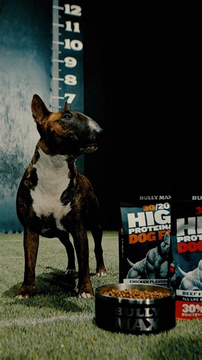Barb Deevers’ Bull Terriers hit the Bully Max Studio like a mission. No hesitation. No wasted movement. Just raw power on command. Fueled by Bully Max — built to push harder, last longer, and dominate every rep. Our 30/20 High Protein Beef Formula didn’t just keep up with them — it elevated the entire session. High protein, high fat, and SF5® superfoods built for dogs that train like they mean it. They don’t chase strength. They set the standard. #performancedogs #bullymax #DogNutrition #dogheal
