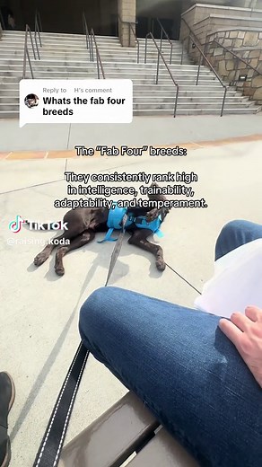 The Fab Four Dog Breeds: Perfect Family Companions