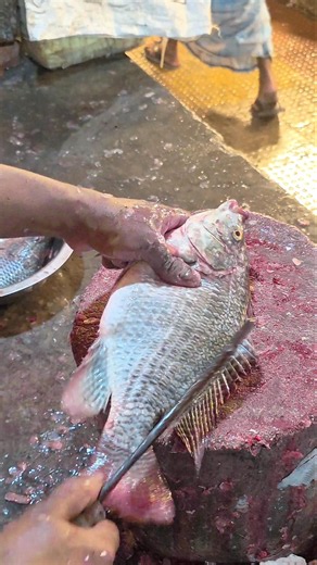 Telapia Fish Cutting