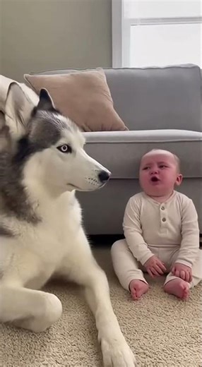 Crying Baby vs Husky Howl — The Cutest Moment Ever 😂