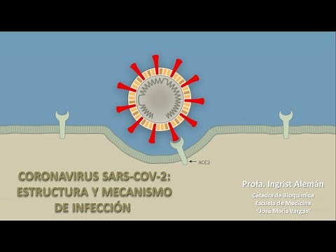 COVID-19 SARS-COV2 estructura y mecanismo de infección