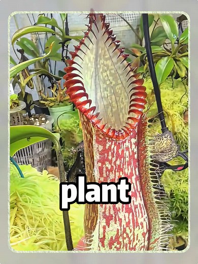Is This Type of Plant Dangerous? Quick Plant Safety Guide