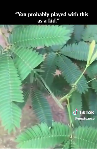#leaf #trick #fyp | Tricks