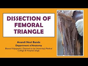 Femoral Triangle - Dissection- Anatomy - Boundaries and Contents, Femoral Sheath, Femoral Canal