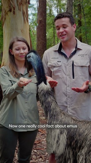 What better animal to celebrate Father's Day with in Australia Zoo other than our super dads: emus!