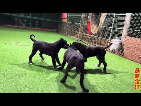 In the dead of night, a Canary Mastiff snatched meat, instantly shredding five dressed chickens; ...