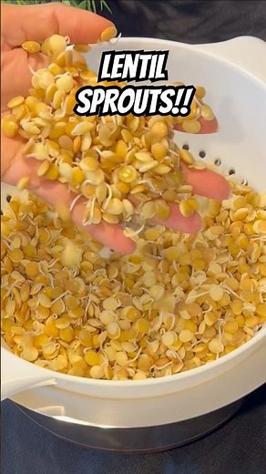 Lentil Sprouts! #lentils #sprouts #healthysprouts #healthyeating #proteinrich #kitchenhacks #shorts