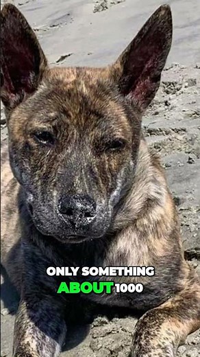 Meet the Phu Quoc Ridgeback - One Of World's Rarest Dogs (Vietnamese Ridgeback)