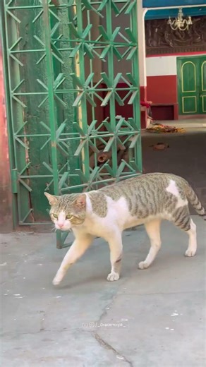 Shovabazar Rajbari in Normal Day Exploring the Hidden Heritage of North Kolkata’s Most Iconic Palace