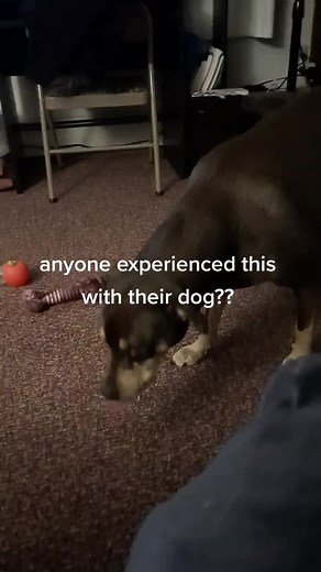 Dog Throwing Up White Foam: Concerns and Solutions
